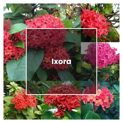 How to Grow and Care for Ixora